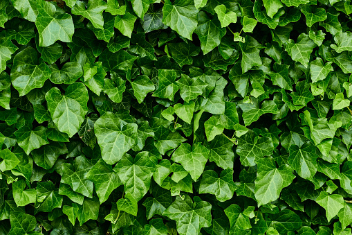 Background of the leaves. Ivy Hedera helix.