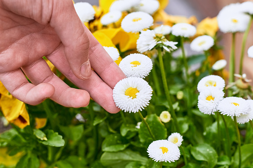 Flower Bellis perennis Pompon white and human hand.