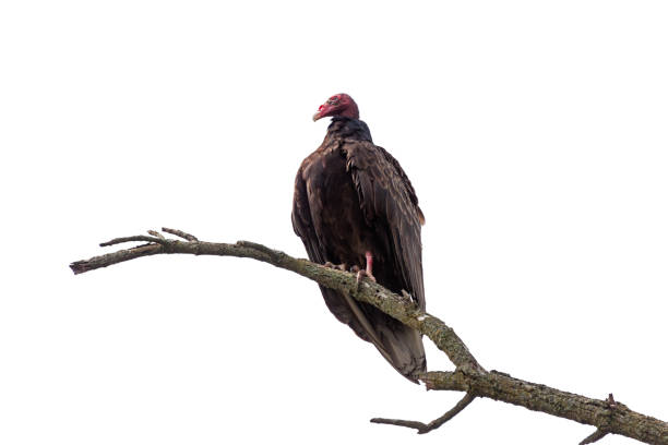 istock Turkey Vulture on a Branch 1935028374