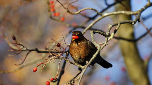 istock Female blackbird sat in a berry tree 1935029520