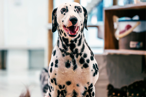 Curious Dalmatian dog at home