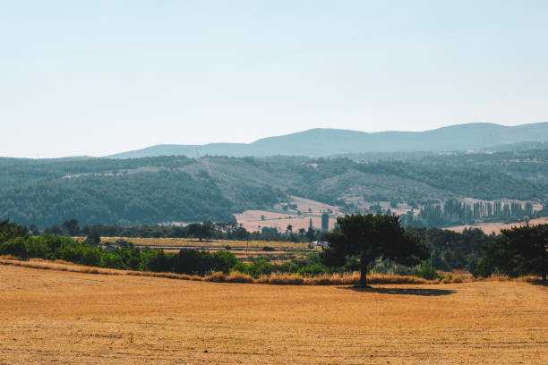 istock Landscape photo, nature, forest 1935042922