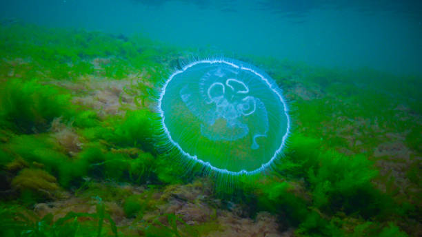 istock Moon jelly Aurelia aurita (moon jellyfish, common jellyfish) 1935043979