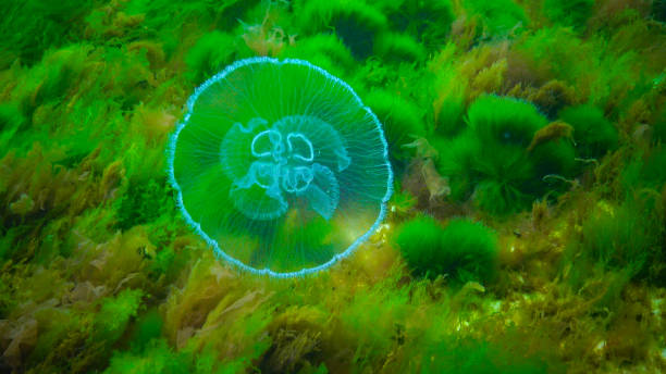istock Moon jelly Aurelia aurita (moon jellyfish, common jellyfish) 1935043980
