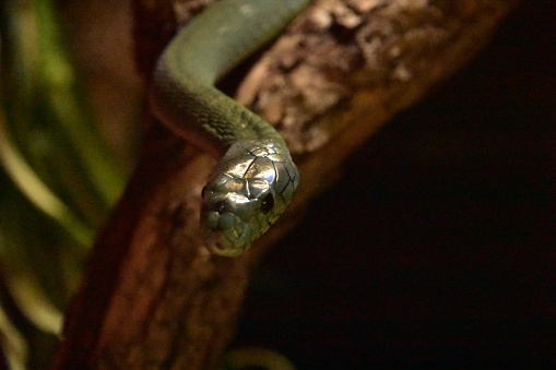 Deadly green snake slithering around a tree branch.