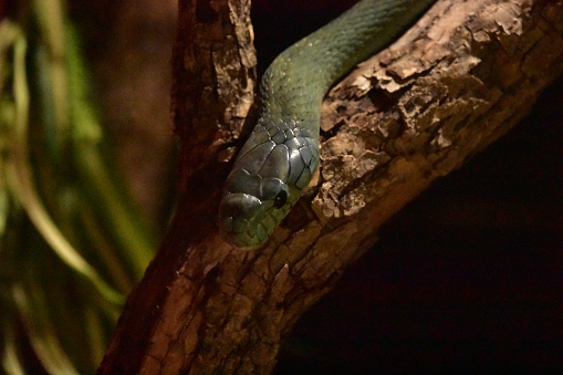 Green arboreal snake slithering down a tree branch.