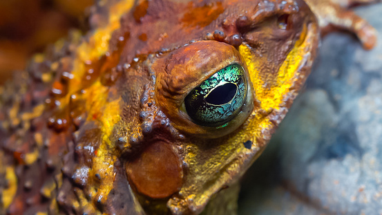 Cane toad (Rhinella marina), close-up of a toad's head