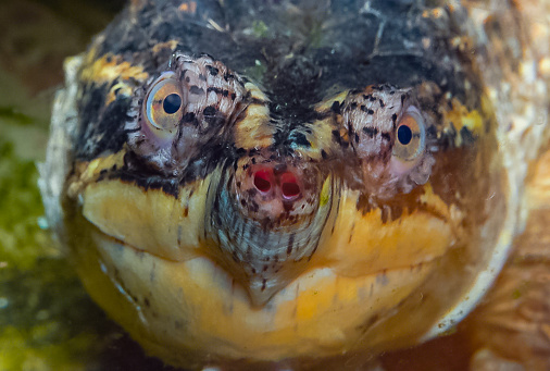 Close-up, head Snapping Turtle (Chelydra serpentina), terrarium