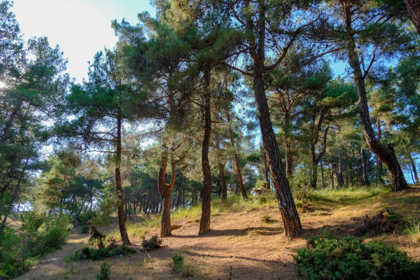 istock Landscape photo, nature, forest 1935055835