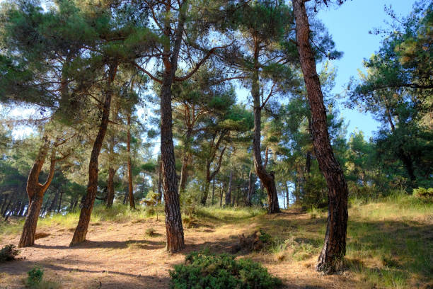 istock Landscape photo, nature, forest 1935057355