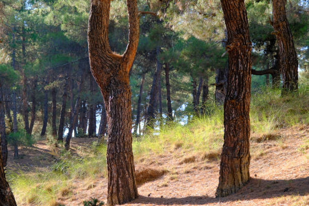 Landscape photo, nature, forest, Usak, Turkey