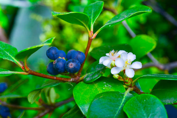 Rhaphiolepis indica - plant with blue fruits in the collection of a botanical garden Rhaphiolepis indica - plant with blue fruits in the collection of a botanical garden, Ukraine indian hawthorn stock pictures, royalty-free photos & images