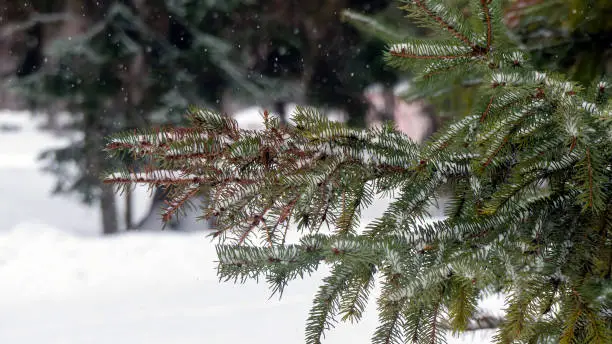 Photo of Spruce branch in the winter park