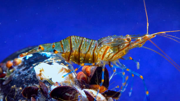 istock Rockpool shrimp (Palaemon elegans), crustacean underwater 1935063958