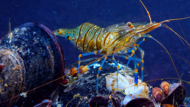 istock Rockpool shrimp (Palaemon elegans), crustacean underwater 1935064195