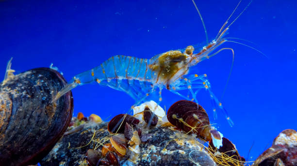 istock Rockpool shrimp (Palaemon elegans), crustacean underwater 1935064198