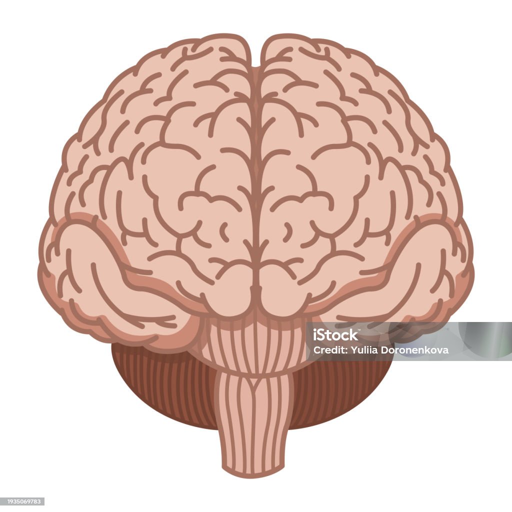 Vector Brain Front Human Brain Front Vector Illustration Of Internal Organs Medicine ...