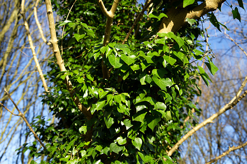 Young Ivy plant on the tree in the golden light,