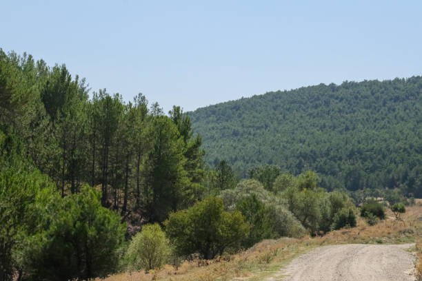 Landscape photo, nature, forest, Usak, Turkey