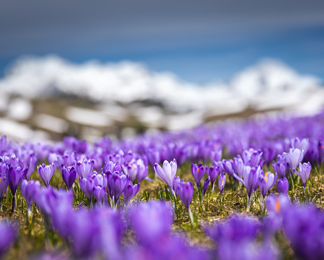 Alpine meadow full of purple crocus flowers. Snowcapped mountains in the background.