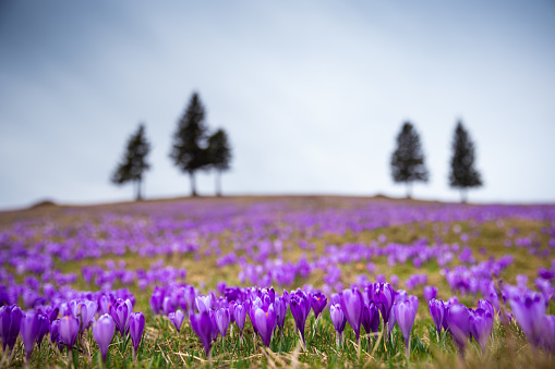Alpine meadow full of crocus flowers with idyllic pine trees in the background