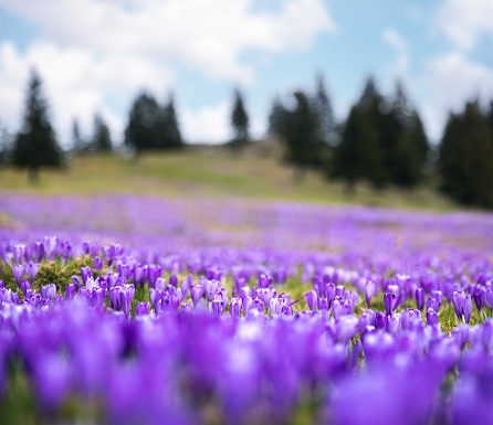 Alpine meadow full of crocus flowers.