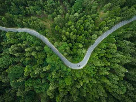 Car driving on Idyllic winding road through the green forest.