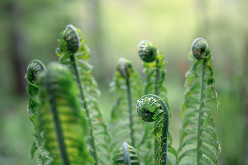 Fern frond underside showing spore producing sori with a blurred background of leaves.
