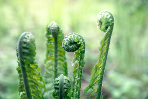 Boston or sword fern, Nephrolepis Exaltata in plant pot at garden