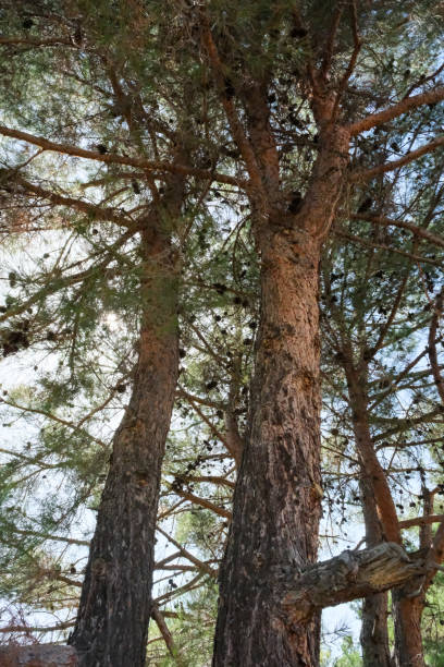istock Landscape photo, nature, forest 1935081301