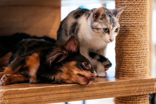 istock Cat and dog resting together 1935097289