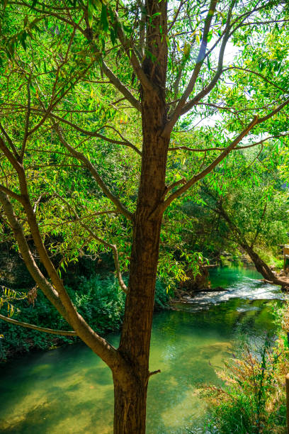 istock River and forest views from Cilandiras canyon 1935111423