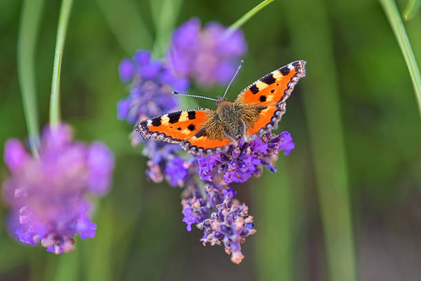 istock Small Tortoiseshell butterfly (Aglais urticae) sits on lavender flowers in summer 1935112495