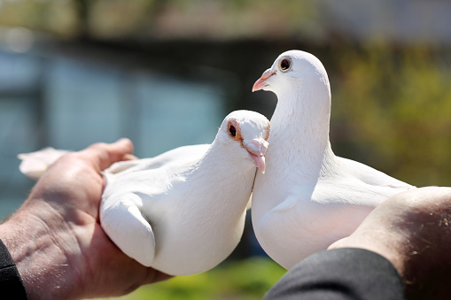 White breeding pigeons, man holds in his hands