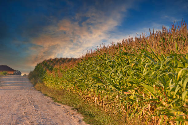 Maturing corn by the road at sunset with empty space for text