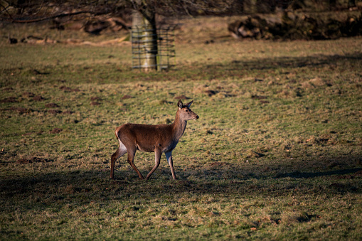 Wild Deer roam free in Studley Royal Dear Park on a crisp January morning.