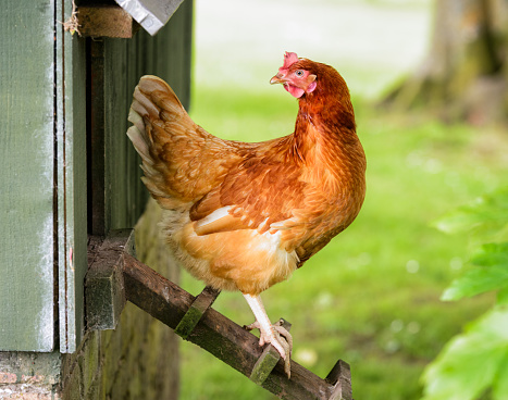 A chicken stops to look back towards the henhouse door while walking down the ladder at an organic farm.