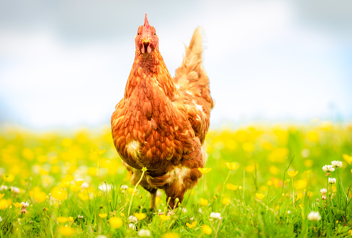 A full length portrait of a free-range, organic hen, looking at the camera in a field of grass and wildflowers.