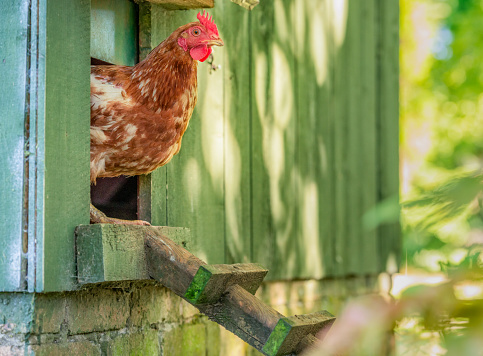 A hen poking her head out of the henhouse door in the morning at an organic farm.