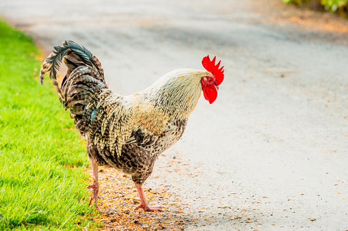 A chicken cautiously stepping out to cross the road.