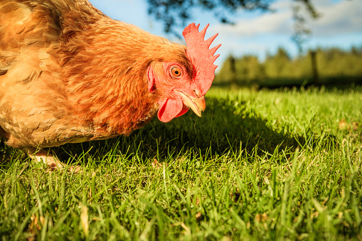 Close up of a free range Rhode Island Red hen looking  for food among the grass at an organic farm in the UK.