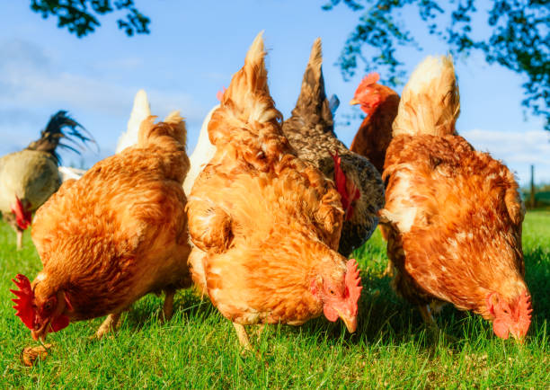 Hens foraging together in grass A group of hens foraging together on a sunny day at an organic free range smallholding in the UK. chickens in the poultry yard eating stock pictures, royalty-free photos & images