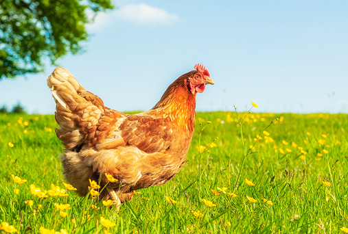 A free range hen on a sunny spring's day, looking for food among long grass and buttercups.