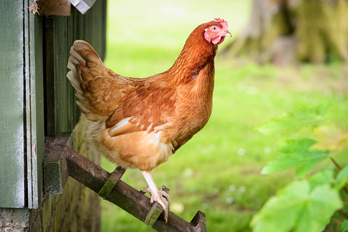 Profile view of a hen as it steps down the ladder form the henhouse to the land for the day.
