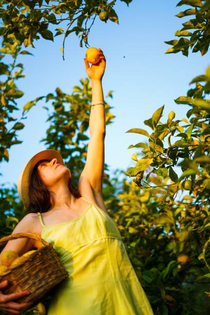istock young woman trying to reach a lemon from a tree 1935136384