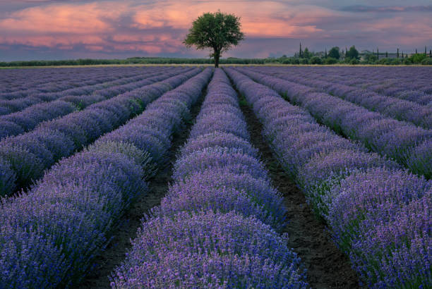 Lavender field in Greece – zdjęcie