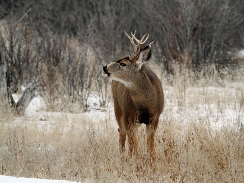 Rutting Mule Deer Buck in East Central Idaho.
