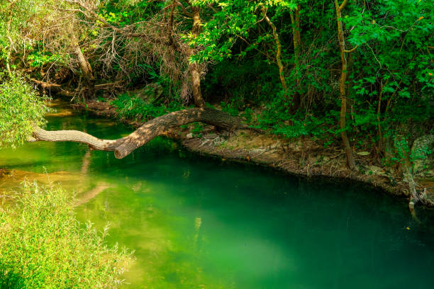 istock River and forest views from Cilandiras canyon 1935142204