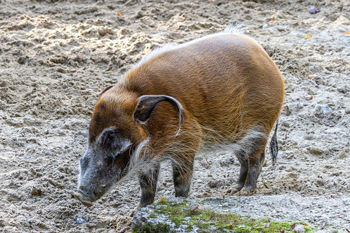 Red river hog, Potamochoerus porcus, also known as the bush pig. This pig has an acute sense of smell to locate food underground.