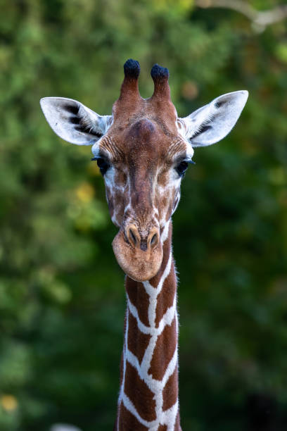istock The giraffe, Giraffa camelopardalis is an African mammal 1935148588